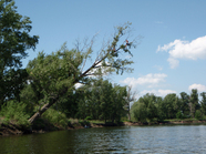 Рыбаки на дереве